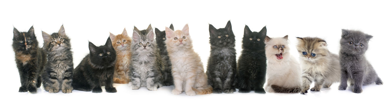 Kittens of different breeds lined up
